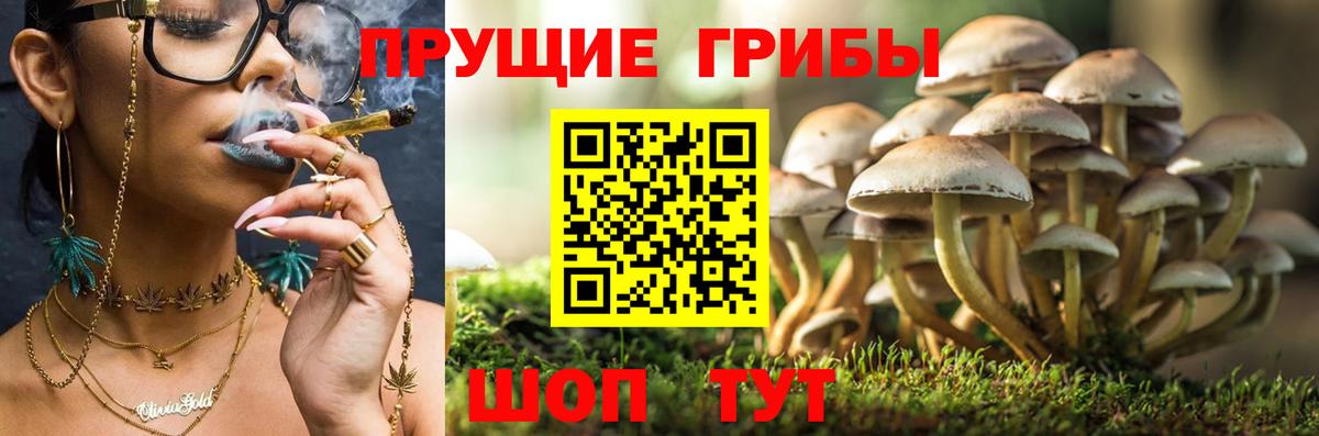 Псилоцибиновые грибы Cubensis  Вход с VPN  Шатура 